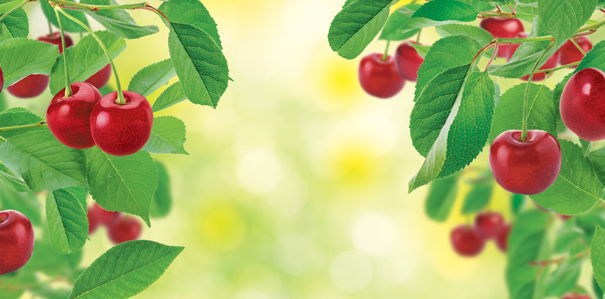 LITTLE TREES Cherry