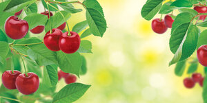 LITTLE TREES Cherry